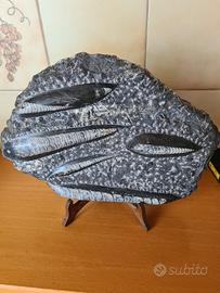 fossile 