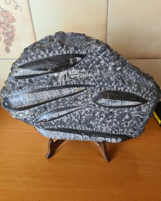 fossile 
