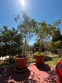Ficus Benjamin