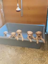 Cuccioli di Labrador