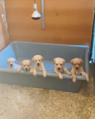 Cuccioli di Labrador