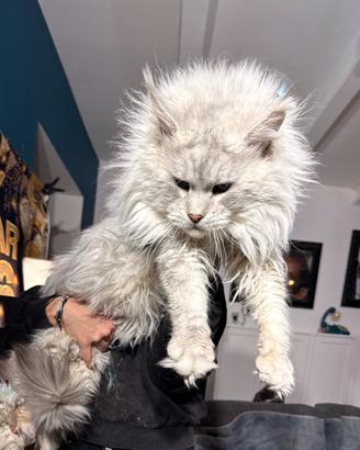 Maine Coon di altissimo livello