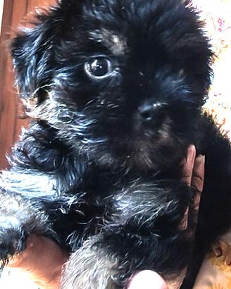 Cuccioli simil York