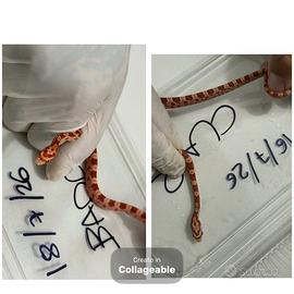 Baby serpente del Grano (Pantherophis guttatus)