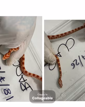Baby serpente del Grano (Pantherophis guttatus)