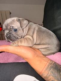 Bulldog francese blu