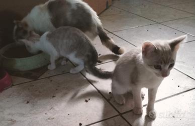 Gattini