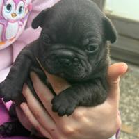 Bulldog francese