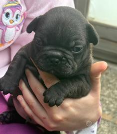 Bulldog francese
