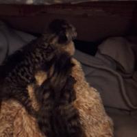 Gattini abbandonati appena nati