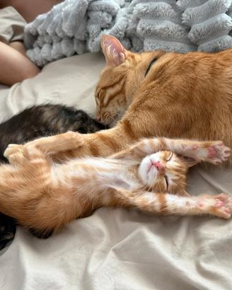 Cuccioli stupendi
