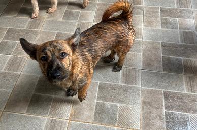 Dan, Pinscher Mix in Canile a Rovigo