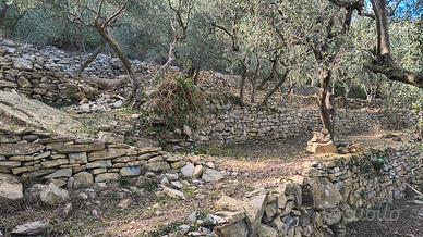 Terreno olive