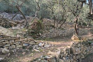 Terreno olive
