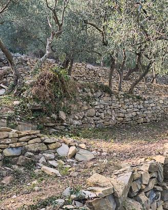 Terreno olive