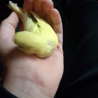 cocorito piccolo