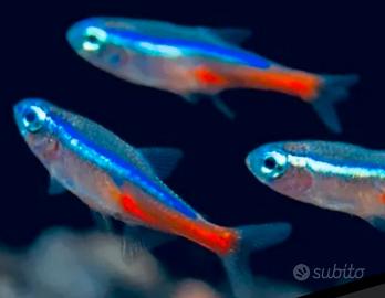 Pesce neon - promozione n. 30 x 25