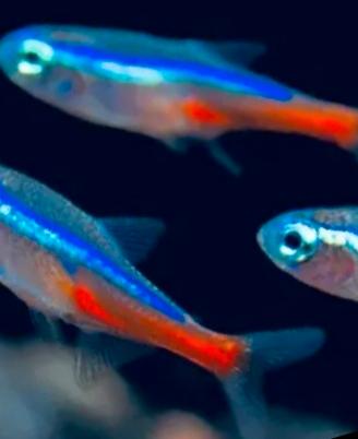 Pesce neon - promozione n. 30 x 25