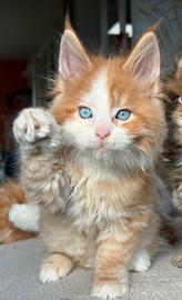 Maine coon occhi blu