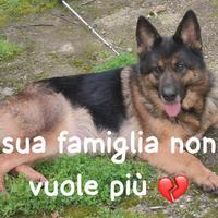 Numa pastore tedesco 4 anni