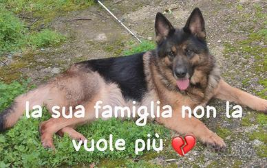 Numa pastore tedesco 4 anni