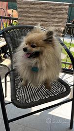 Max vuole una fidanzata per accoppiarsi