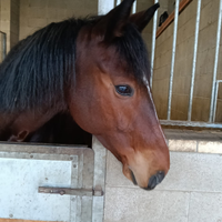 Cavallo da salto e passeggiate