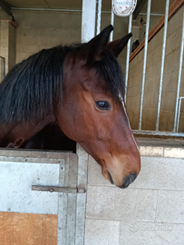 Cavallo da salto e passeggiate