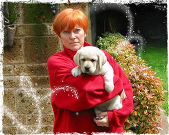 Cuccioli di Labrador favolosi disponibili