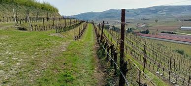 Vigneto Valpolicella a Tregnago