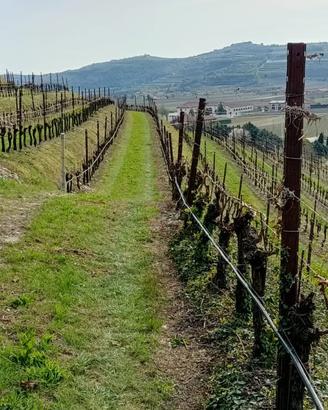 Vigneto Valpolicella a Tregnago
