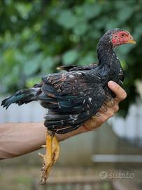 Gallo shamo due mesi