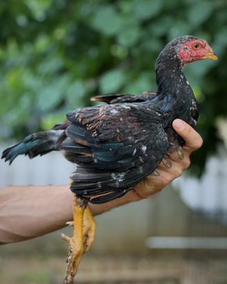 Gallo shamo due mesi