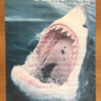 Copertina Junkpage con squalo