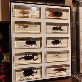 COLLEZIONE INSETTI