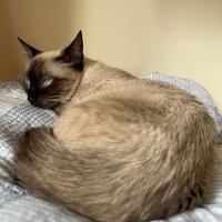 Gatto Siamese Femmina