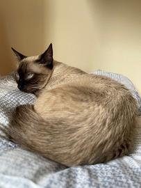 Gatto Siamese Femmina