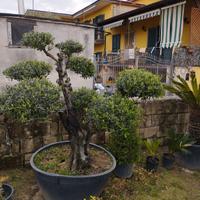 pianta di ulivo 
