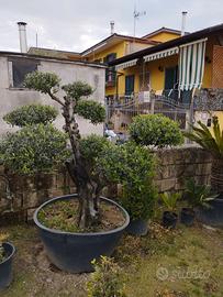 pianta di ulivo 