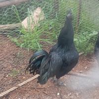 Galline ayam cemani