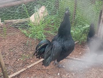 Galline ayam cemani