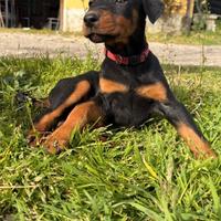 Dobermann Cuccioli