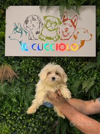 Cuccioli maltesi