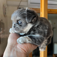 Chihuahua femmina pelo lungo lillac fawn 90gg