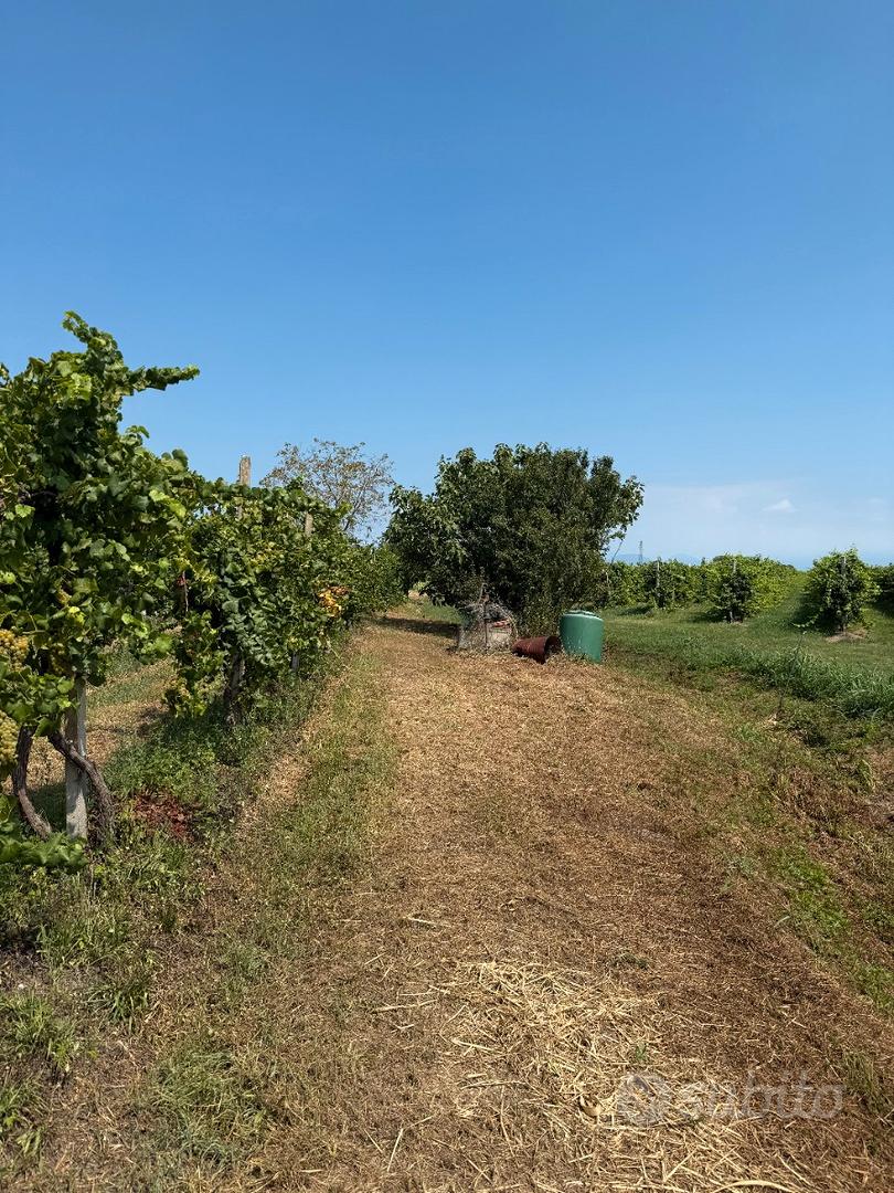 Vigneto PINOT BIANCO - Altro