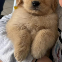 Cuccioli di Golden Retriever