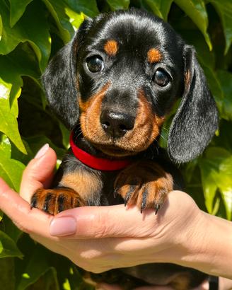 Bassotto cuccioli