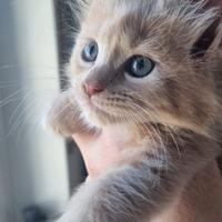 Mainecoon con pedigree