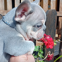 Blu e tan occhi azzurri maschio