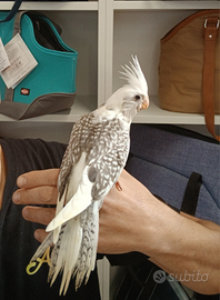 Calopsite allevate a mano